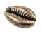 The Bead Chest Antiqued Brass Cowrie Shells (Set of 5): Metal Beads for DIY Crafts & Jewelry-Making Inspired by African Sea Shells